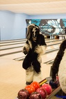 bowling 12
