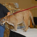 Care_Presentation-34