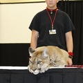 Megaplex Web 95