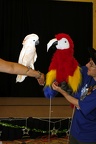 Megaplex Web 81